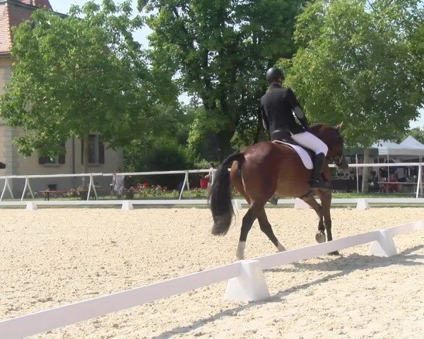 Reitturnier Avenches 2024