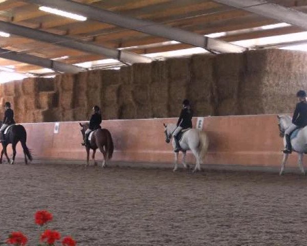 Reitturnier Marl 2012