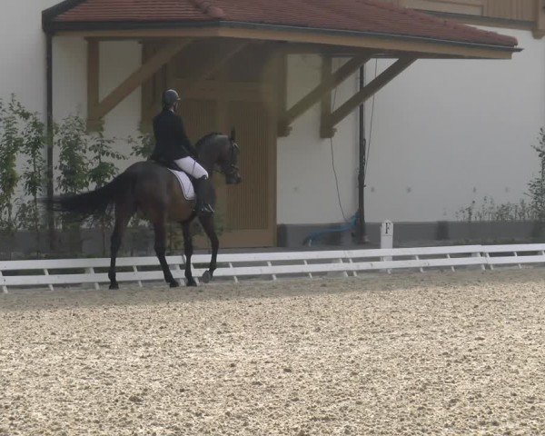 Reitturnier Avenches 2024
