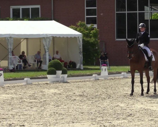 Reitturnier Langenfeld 2024