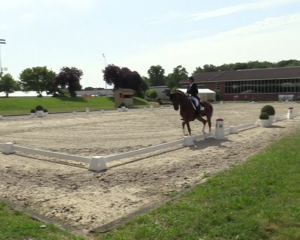 Reitturnier Langenfeld 2024