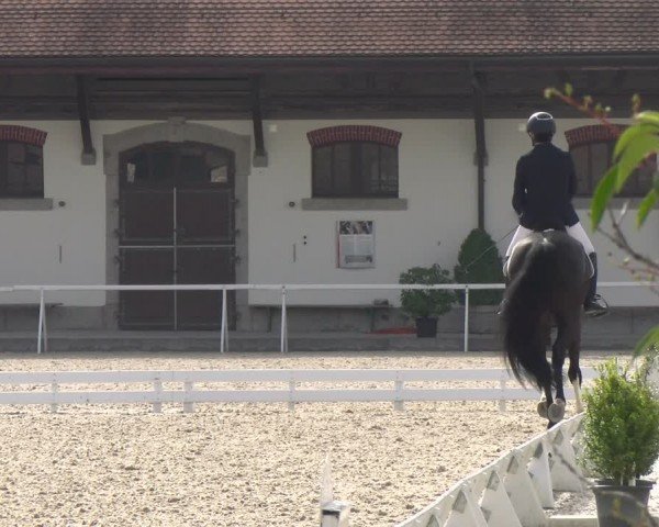 Reitturnier Avenches 2024