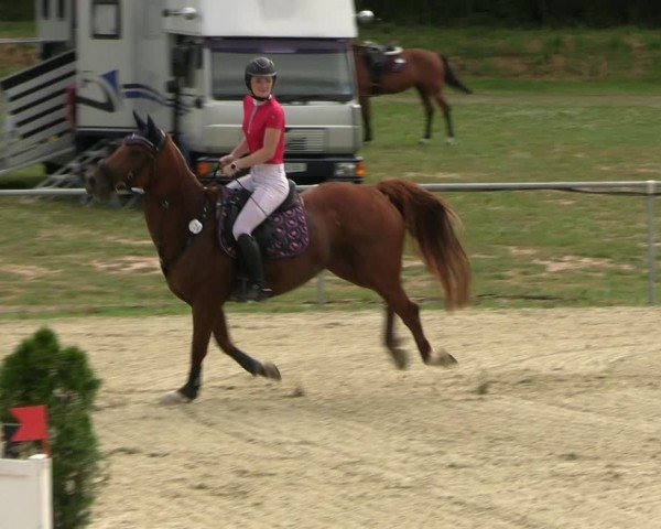 Reitturnier Bad Liebenstein/Sorga 2024