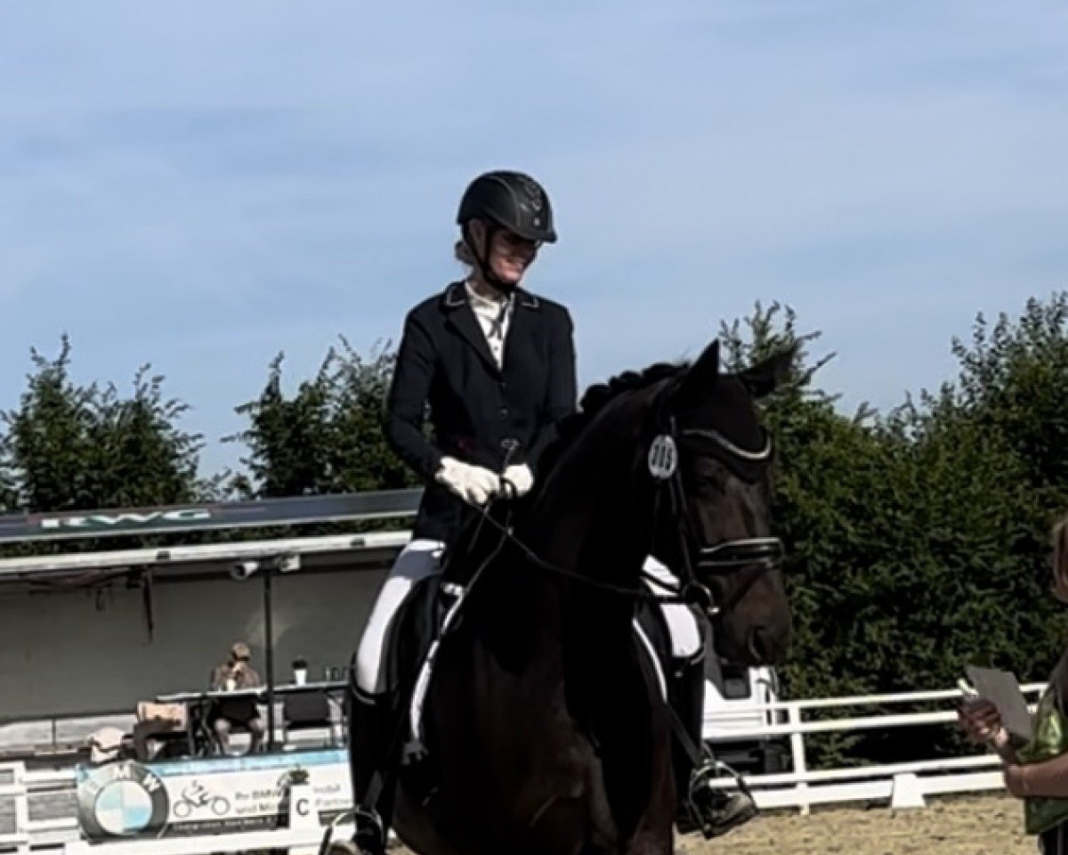 Dressurpferd Escardieu DB (Westfale, 2019, von Escamillo)