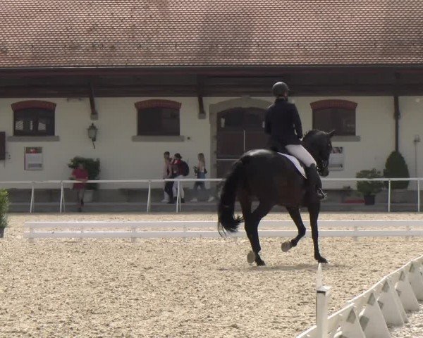 Reitturnier Avenches 2024