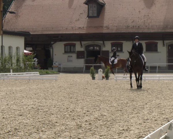 Reitturnier Avenches 2024