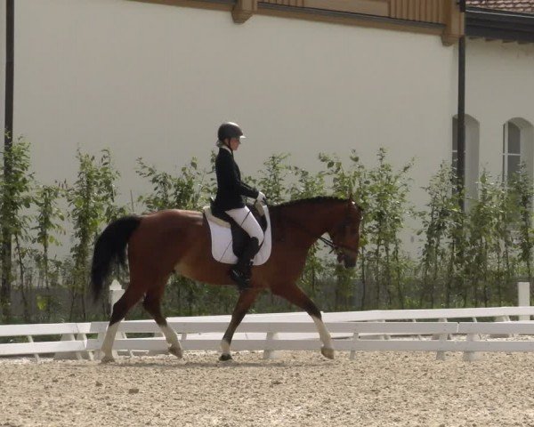Reitturnier Avenches 2024