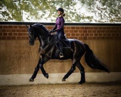 dressage horse Fürst Royal 8 (German Sport Horse, 2020, from Fürstenball)