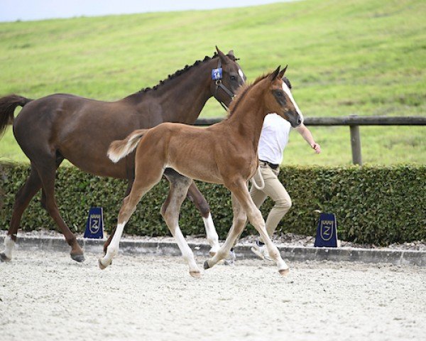 horse Akin Z (Zangersheide riding horse, 2024, from Aganix du Seigneur)