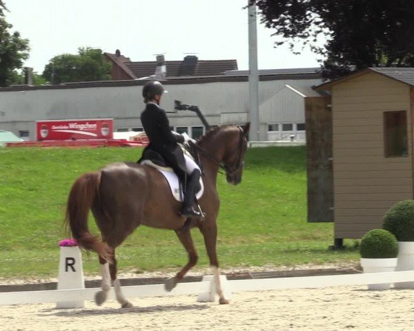 Reitturnier Langenfeld 2024