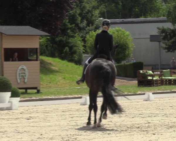 Reitturnier Langenfeld 2024