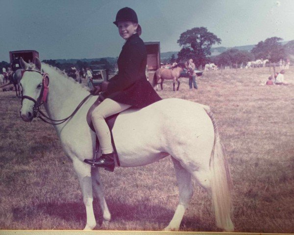 horse Burstye Jezireh (Welsh-Pony (Section B), 1970, from Springbourne Bounty)