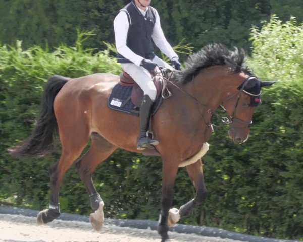 Reitturnier Margarethenhof / Beckingen 2024