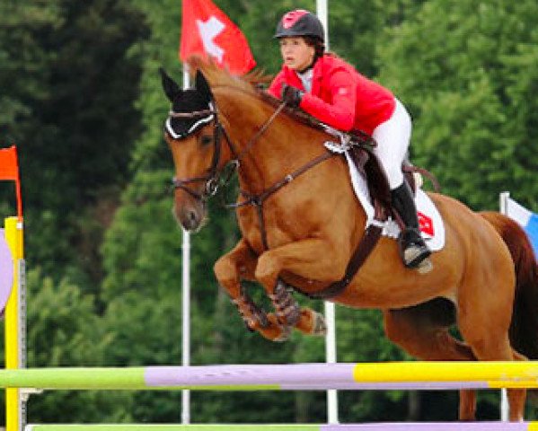 jumper Chanel van de Kriek (Belgian Warmblood, 2002, from Vici van T Plutonia Hof) jumper Chanel van de Kriek (Belgian Warmblood, 2002, from Vici van T Plutonia Hof)