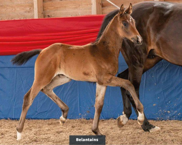 horse Belantains (Oldenburg, 2024, from Bonds)