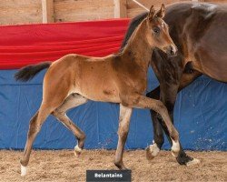 Pferd Belantains (Oldenburger, 2024, von Bonds)