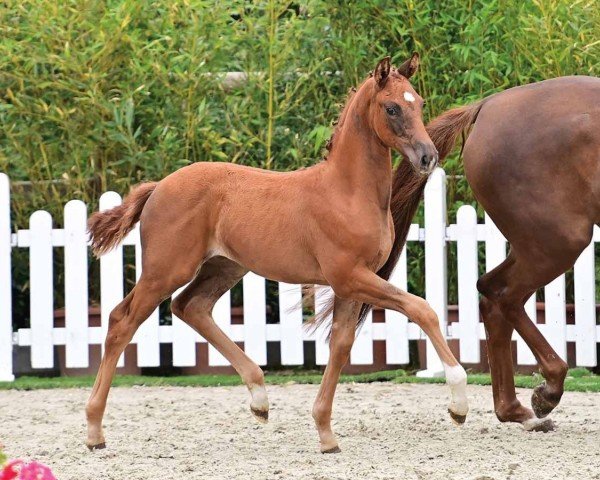 horse Stute von Vitalis (Oldenburg, 2024, from Vitalis)