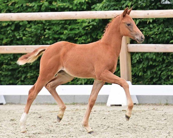 horse Eisenherz (Oldenburg, 2024, from Excalibur 140)