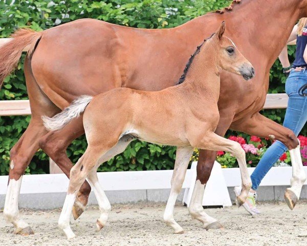 Pferd Quite pretty (Oldenburger, 2024, von Skyline To B)