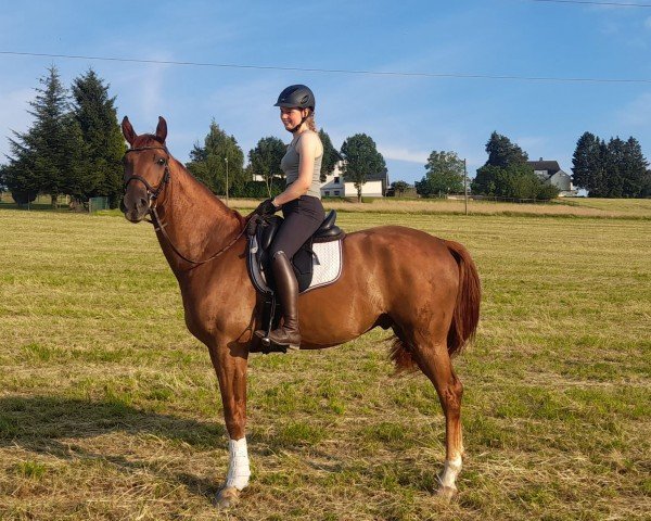 horse Fantastic Fiete (Westphalian, 2020, from First Deal)