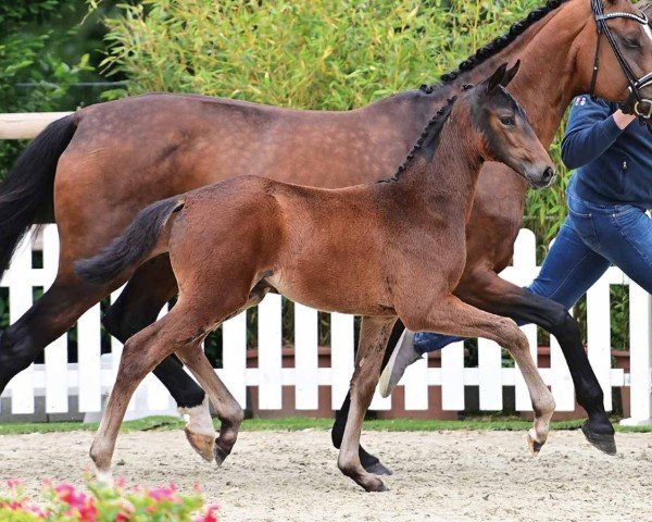 Pferd Duplo Chocnut (Oldenburger, 2024, von Glock's Dream Boy)
