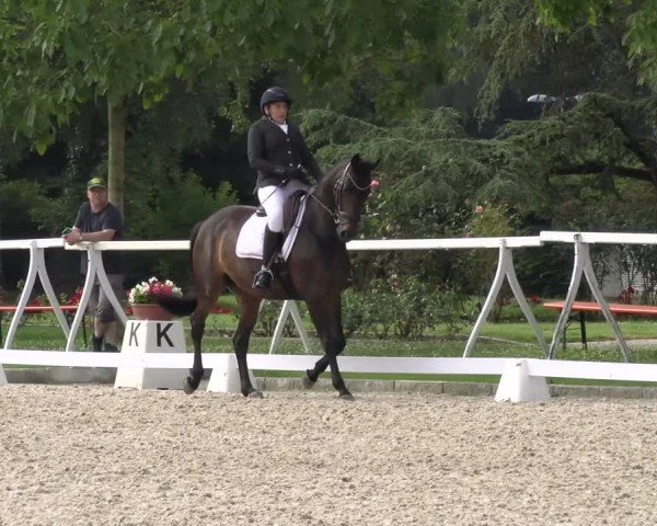 Reitturnier Avenches 2024