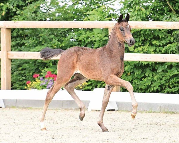 Pferd HP Enchanted (Oldenburger, 2024, von Escamillo)
