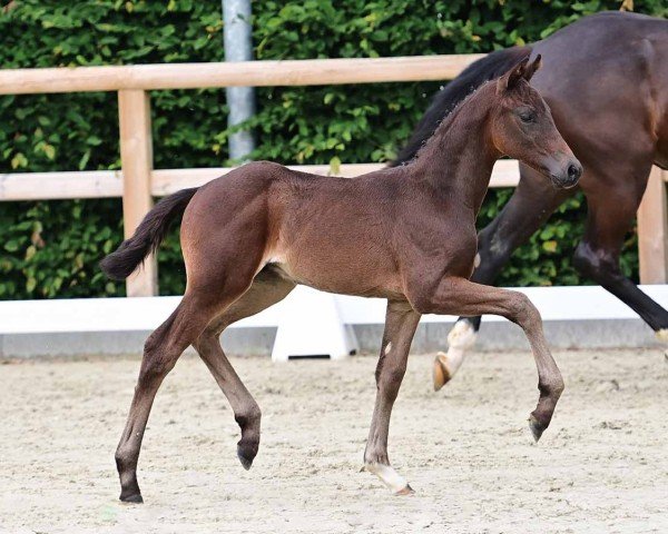 horse For Me (Oldenburg, 2024, from Fynch Hatton)