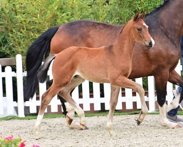 horse Dick van Dycke (Oldenburg, 2024, from Dynamic Dream)