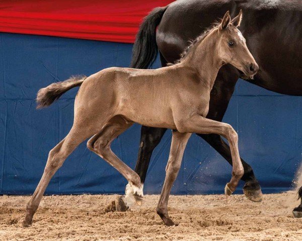 horse Monic (Oldenburg, 2024, from Most Wanted Nero Von Bellin)