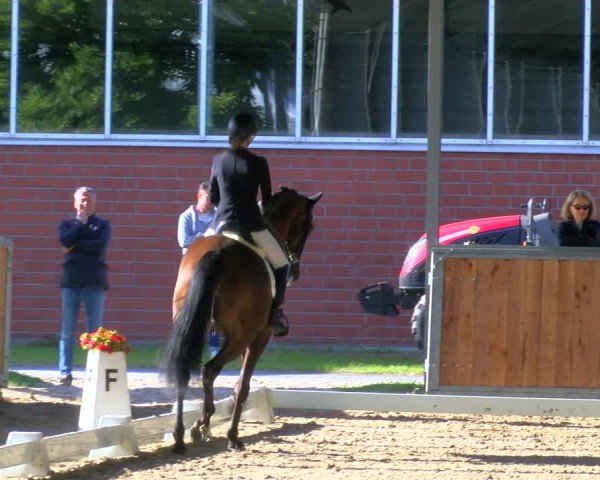 Reitturnier Langenfeld 2024