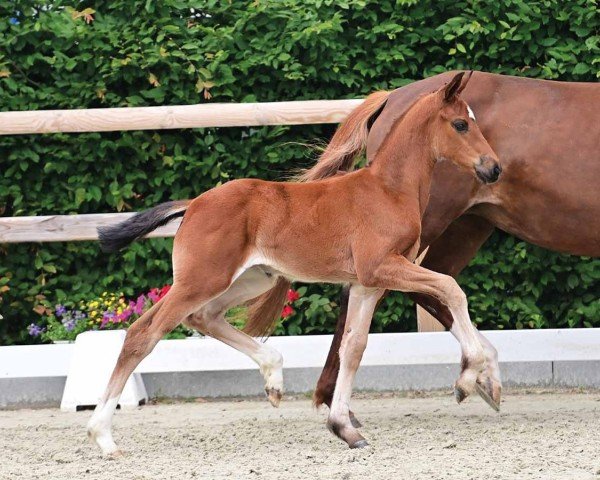 horse Fairytale d'amour (Oldenburg, 2024, from Dynamic Dream)