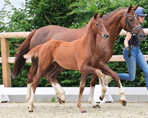 horse Diana (Oldenburg, 2024, from Dynamic Dream)