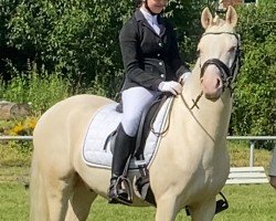 Dressurpferd Diamant CQ (Deutsches Reitpony, 2019, von Dating AT NRW)