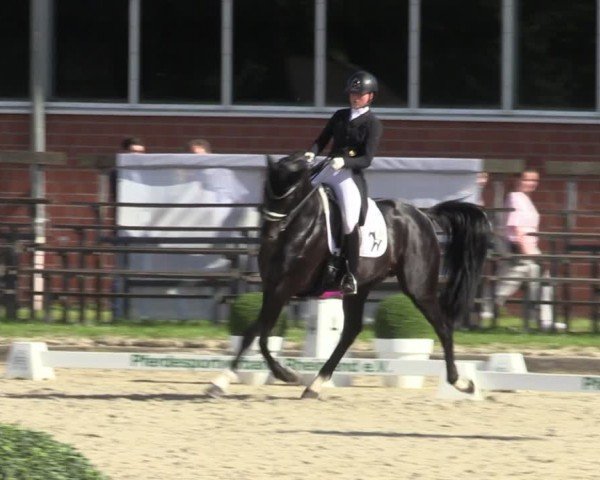 Reitturnier Langenfeld 2024
