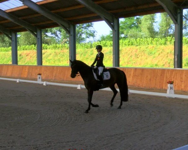 Reitturnier Langenfeld 2024