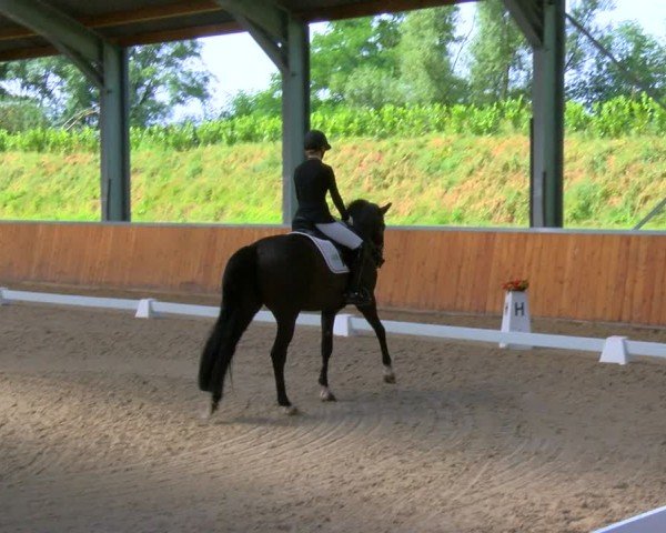 Reitturnier Langenfeld 2024