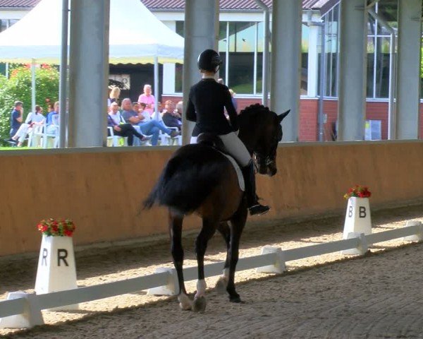 Reitturnier Langenfeld 2024