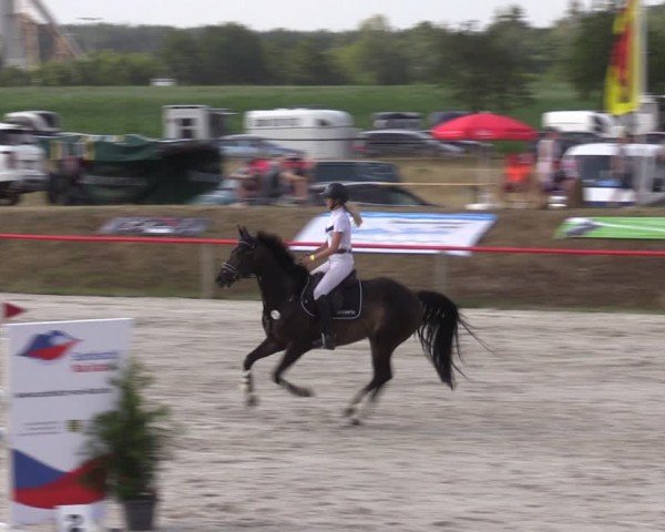 Reitturnier Holschdubrau 2024