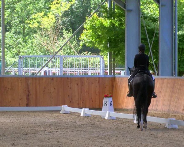 Reitturnier Langenfeld 2024