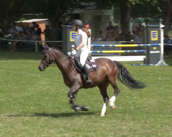 Reitturnier Schwittersdorf-Beesenstedt 2024