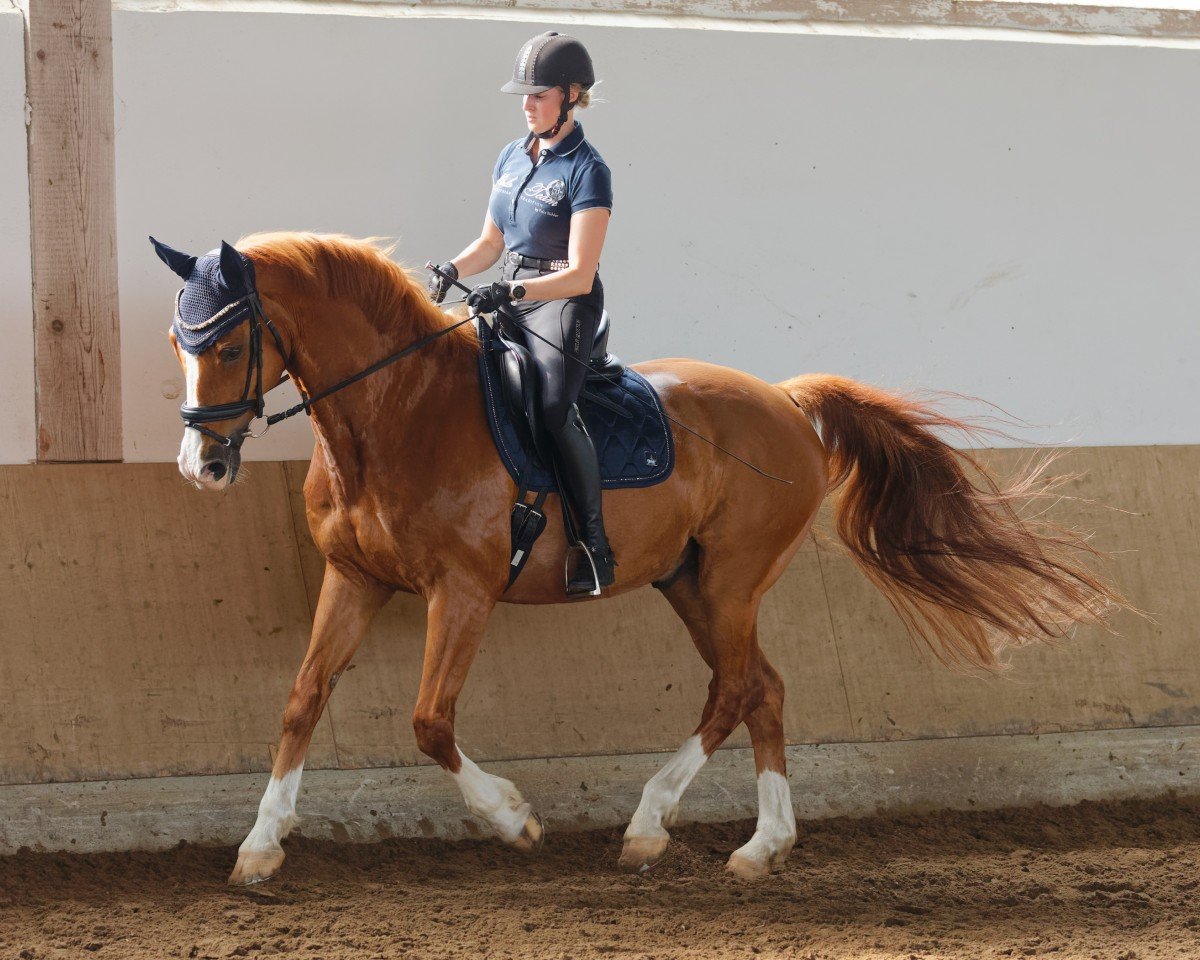 Pferd Fabulous Dancer (Hannoveraner, 2009, von First Dance)