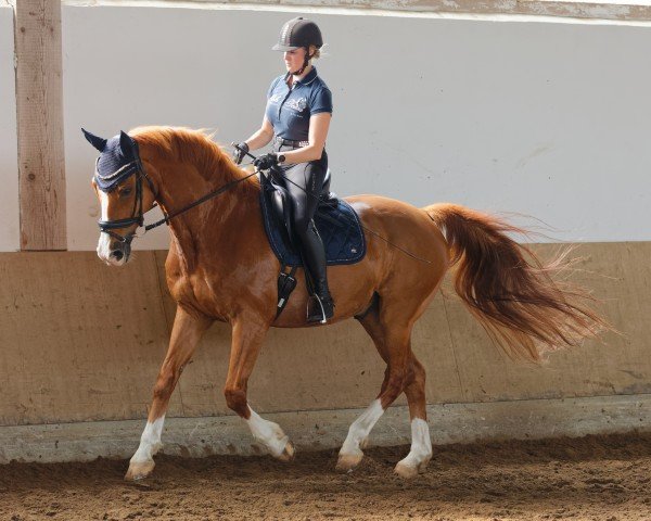 Pferd Fabulous Dancer (Hannoveraner, 2009, von First Dance)