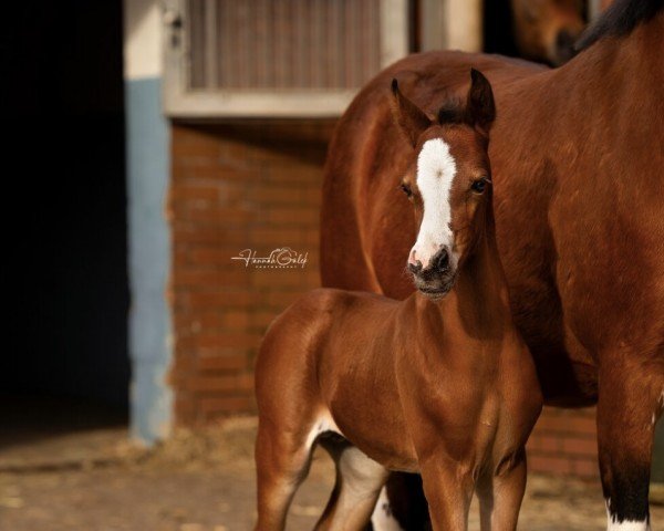 horse Naseweis (German Riding Pony, 2024, from Neverland WE)