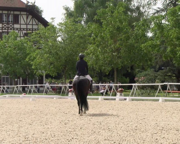 Reitturnier Avenches 2024