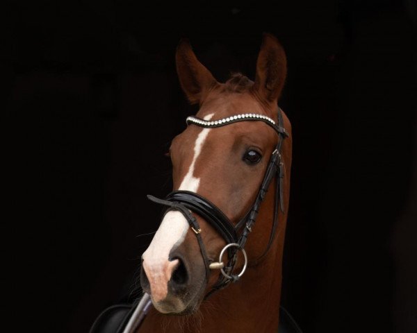 Pferd Rainhof's Fürst Quiran (Hannoveraner, 2017, von Fürst Wilhelm)