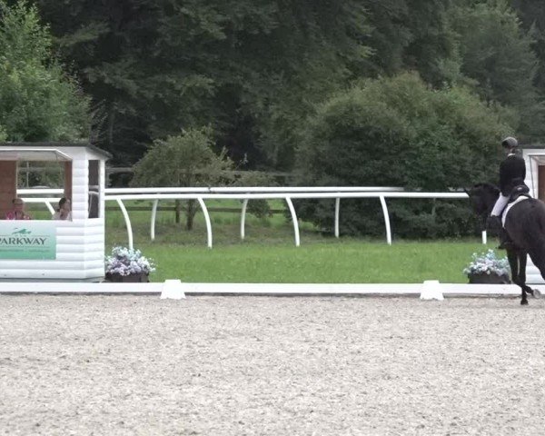Reitturnier Grüningen 2024