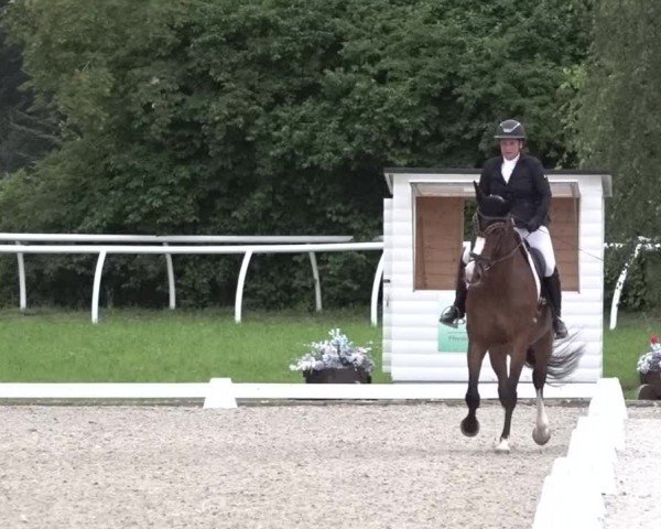 Reitturnier Grüningen 2024