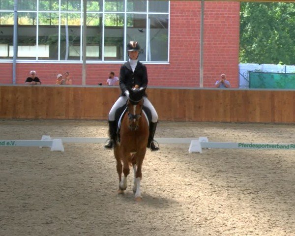 Reitturnier Langenfeld 2024