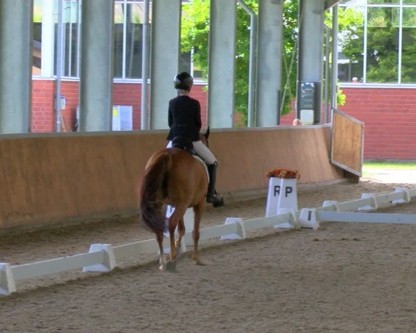 Reitturnier Langenfeld 2024